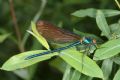 Calopteryx virgo meridionalis